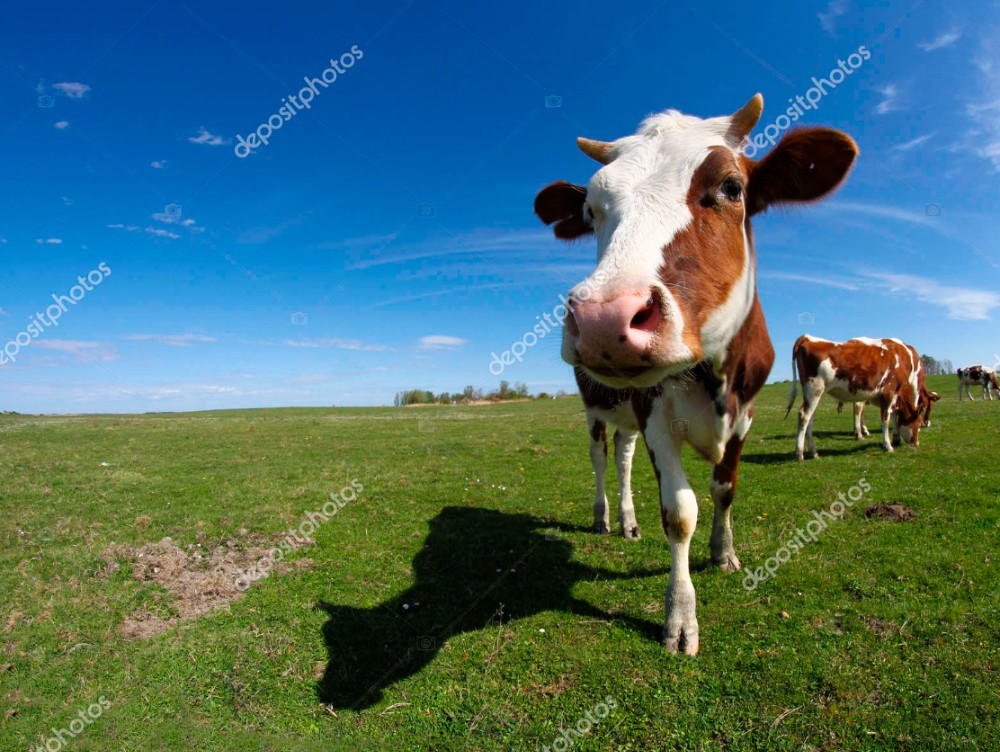 Create Meme Cows In The Field Dairy Cow Cow Cow Pictures Meme Arsenal Com