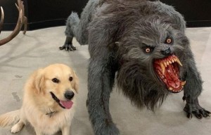 Create meme: good and bad dog meme, memes with dogs, the meme with the dog and the werewolf template