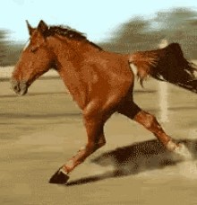 Создать мем: лошадь на 2 ногах, двуногая лошадь, бегущие лошади