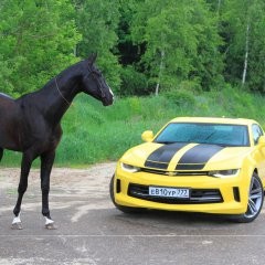 Create meme: Horses and cars