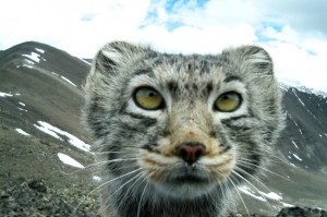 Create meme: Altai cat manul, cat manul, manul, animal