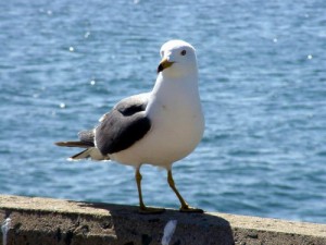 Create meme: birds, gull, meme Seagull