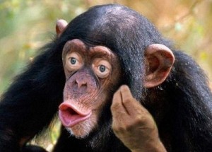 Create meme: chimpanzee, chimp meme, monkey with lips