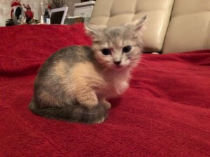 Создать мем: baby kitten, кошки котята, котята