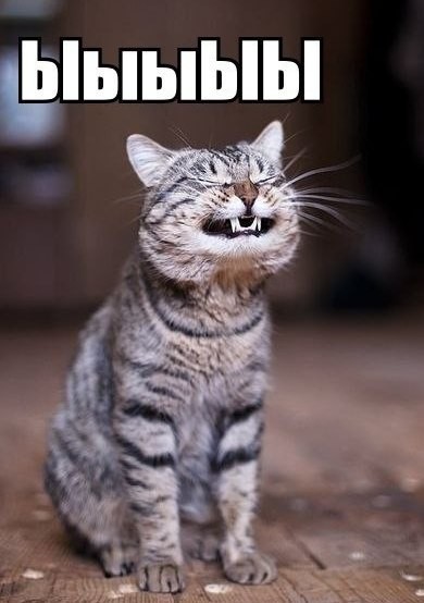 Create meme: smiling cat , the cat laughs, cat 