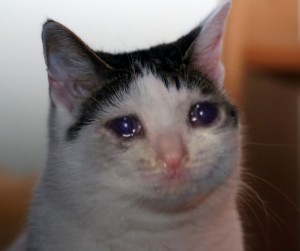Create meme: crying cat, the cat is crying, crying cat