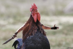 Create meme: chicken, meme cock, Rooster