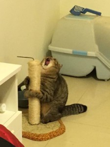 Create meme: funny cats, the cat shouts from scratching, yelling at the cat scratching posts meme