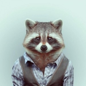 Create meme: Raccoon in a shirt