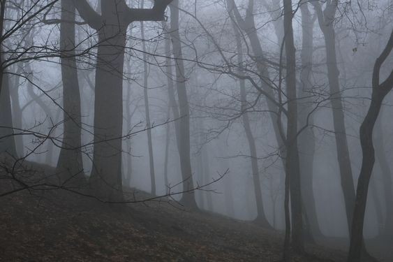 Create meme: the landscape is gloomy, nature fog, forest 