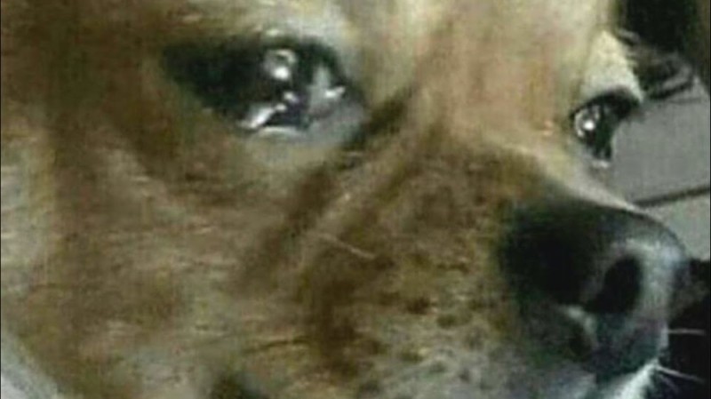 Create meme: sad dog meme, crying dog meme, dog crying meme