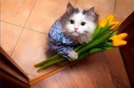 Create meme: cat, kitten with a bouquet of flowers, cat with a bouquet