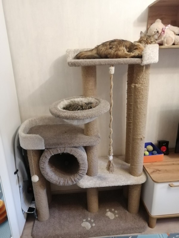 Create meme: house cat scratching post, cat house scratching post complex, scratching post complex