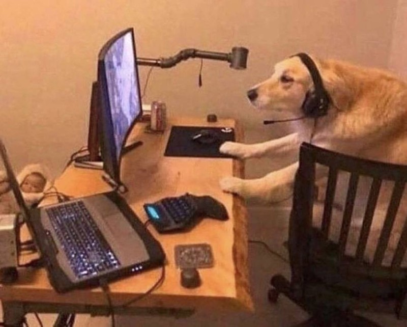 Create meme: dog , the dog is slouching at the computer, the dog at the computer