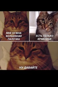 Create meme: cat, meme cat, cat