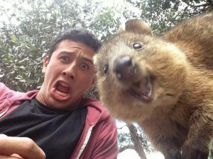 Create meme: Selfie, funny selfie, selfie with quokkas