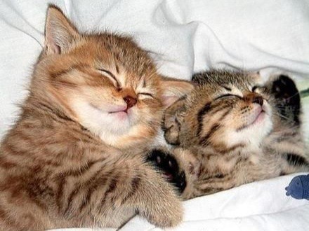 Create meme: cuddling cats, sleeping kittens, cats hugging