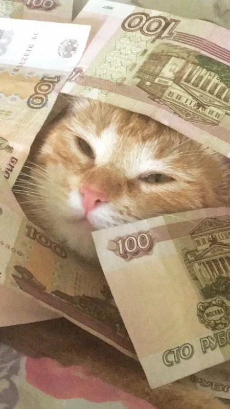 Create meme: seals with money, cash cat, cat money