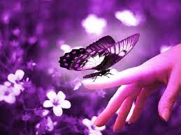 Создать мем: приснилась бабочка на руке, красивые бабочки, бабочка на руке