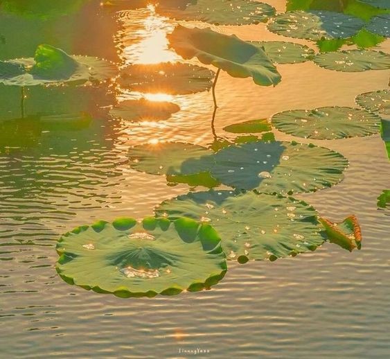 Create meme: sunset over the lake, Lotus , nature 