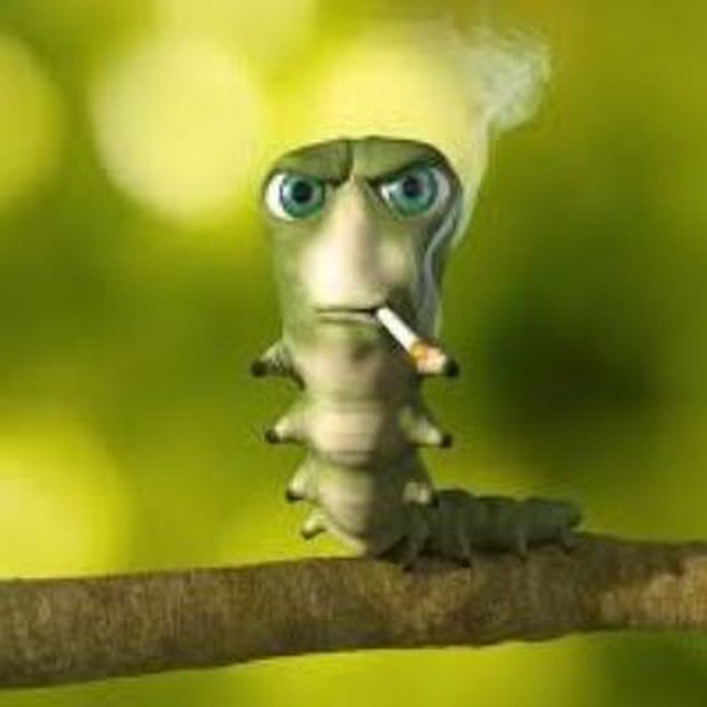 Создать мем: курящая гусеница, гусеница мем, гусеница с сигаретой
