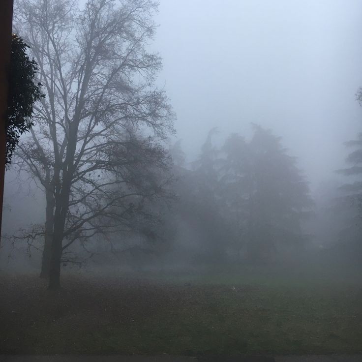 Create meme: morning fog , Fog fog, landscape fog