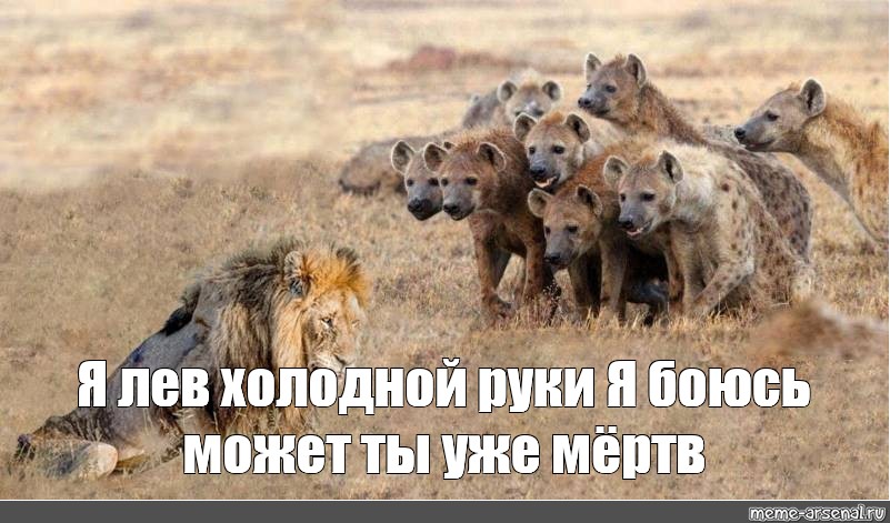 Лев холоден. 2 Гиены. Гиены из короля Льва. Девиз прайда Львов. Hyena гиена толстая гиена рисунок толстая гиена.