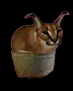 Create meme: cat, cat, bucket