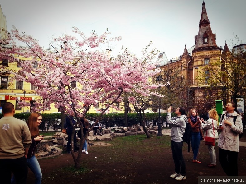 Сакура в праге фото