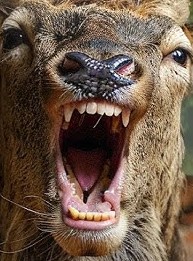 Create meme: red deer muzzle, deer, the deer is funny