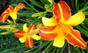 Create meme: Lily, daylilies, Daylilies