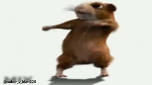 Create meme: hamster