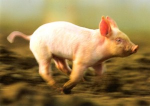 Create meme: dwarf pig, pigs