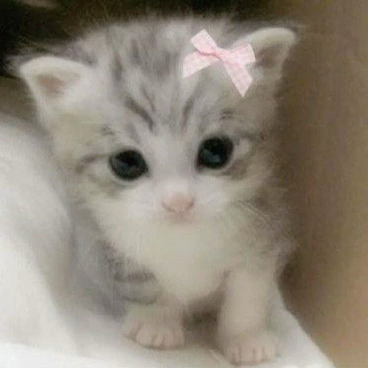 Create meme: adorable kittens, very cute kittens , cute cute cats