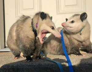Create meme: funny possum, possum and opossum, evil opossum