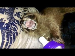 Create meme: milk teeth in puppies, raccoon, cats