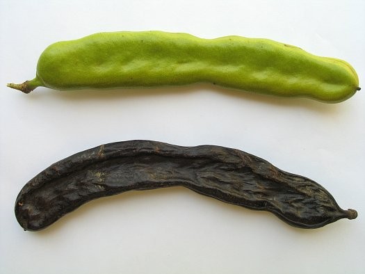 Создать мем: ceratonia siliqua, carob pods, растения семейства бобовых