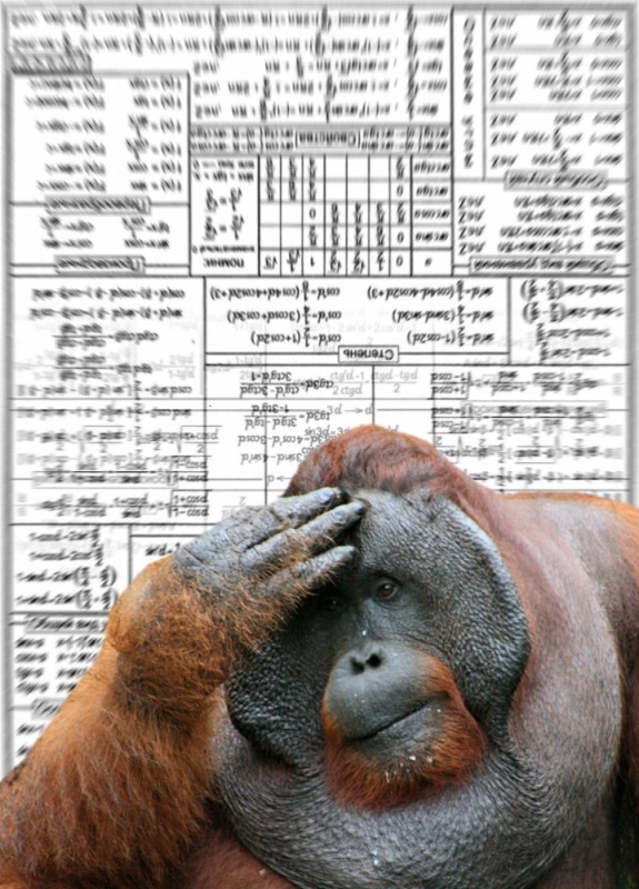 Создать мем: обезьяна орангутан, орангутан или орангутанг, самка орангутанга