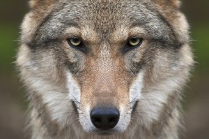 Создать мем: волк хищник, волчий взгляд, серый волк