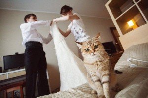 Create meme: wedding, wedding photoshoot with the cat, cat bride photo
