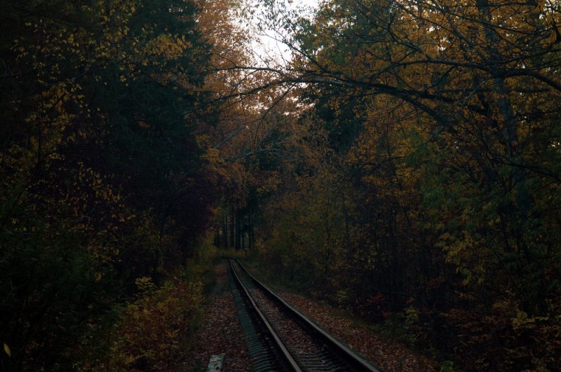 Создать мем: passenger train, лес, осень