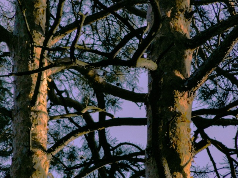 Create meme: the trunk of a coniferous pine, A tree in the forest, woodpecker on a pine tree