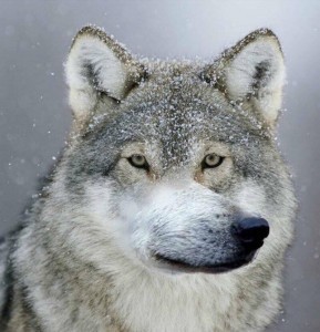 Create meme: the wolf is a good, wolf grey, wolf