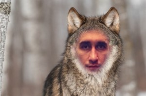 Create meme: wolf wolf, gray wolf, wolf look