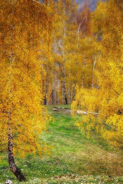 Создать мем: осень, осенняя береза, берёза осенью