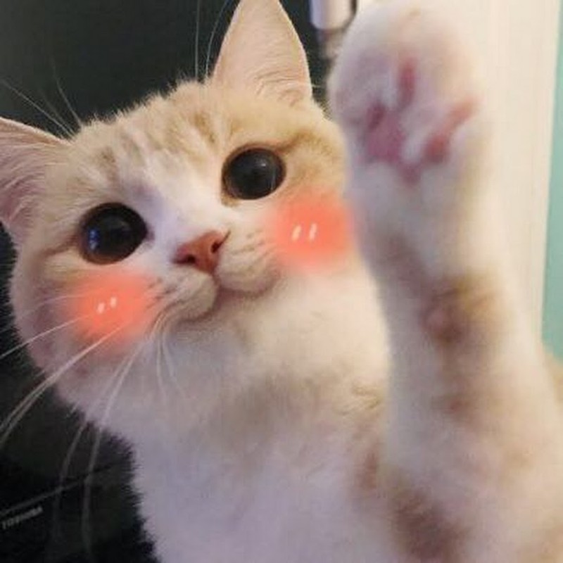 Создать мем: милые котики с розовыми щечками, коты мемы, котики милые мемы
