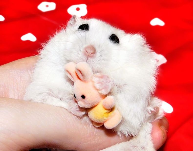 Create meme: hamster cute, hamsters , cute hamsters