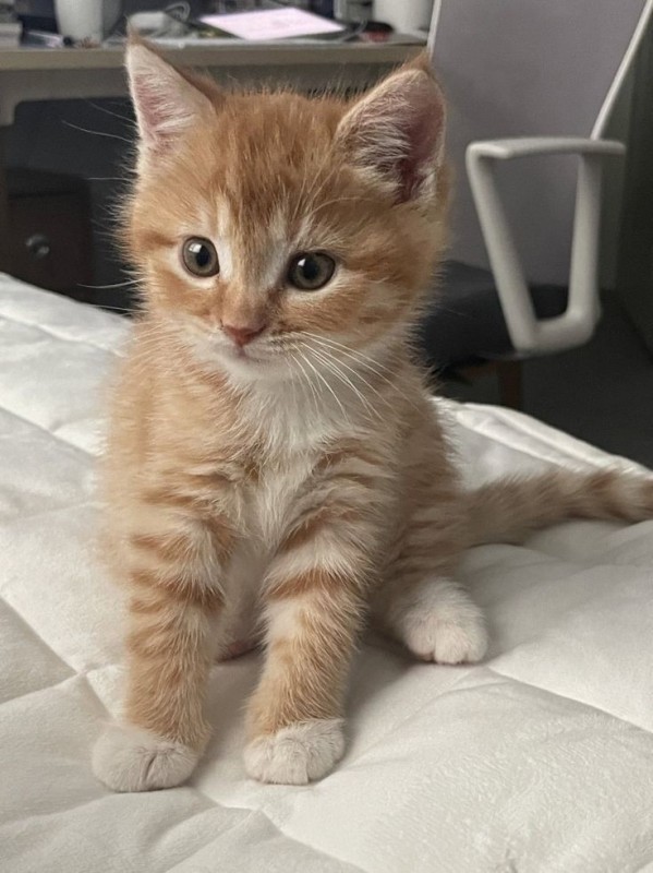 Create meme: kitten redhead, the little orange kitten, mongrel red kittens