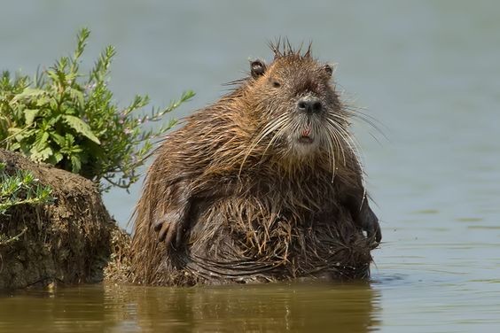 Create meme: muskrat , common beaver, beaver 