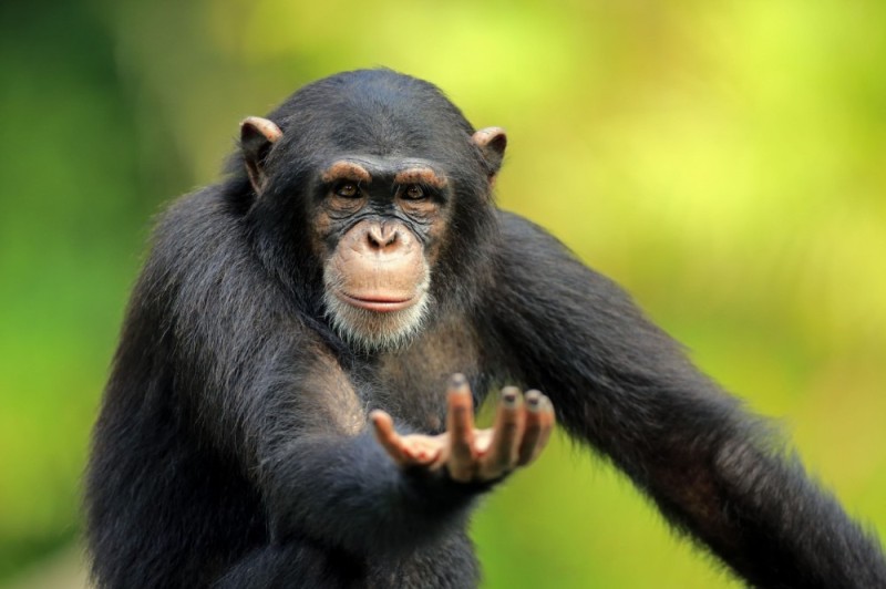 Создать мем: обезьяна шимпанзе, шимпанзе маленький, обыкновенный шимпанзе (pan troglodytes)